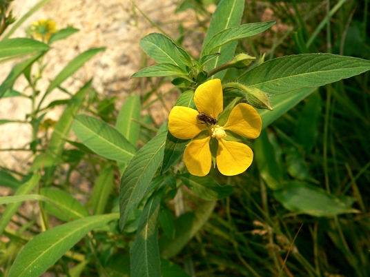 {Ludwigia leptocarpa}